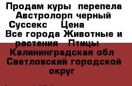 Продам куры, перепела. Австролорп черный. Суссекс. › Цена ­ 1 500 - Все города Животные и растения » Птицы   . Калининградская обл.,Светловский городской округ 